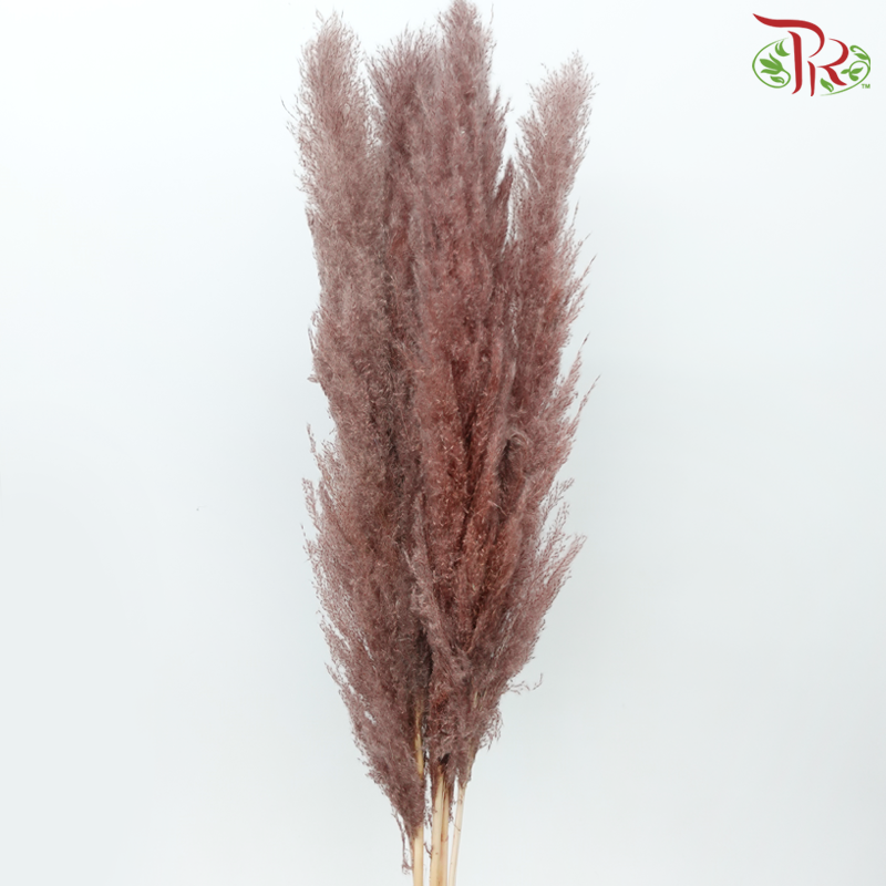 Dry Pampas (135cm)