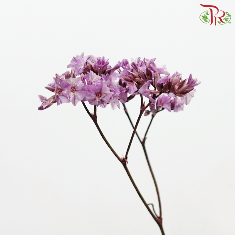 Dried Caspia - Purple (Per Bunch) - Pudu Ria Florist