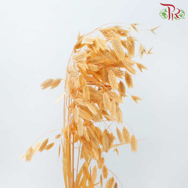 Dry Chasmanthium