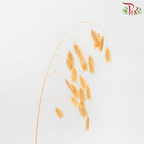 Dry Chasmanthium ( Bleached Little Hope Grass )