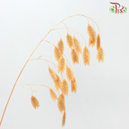 Dry Chasmanthium ( Bleached Little Hope Grass )