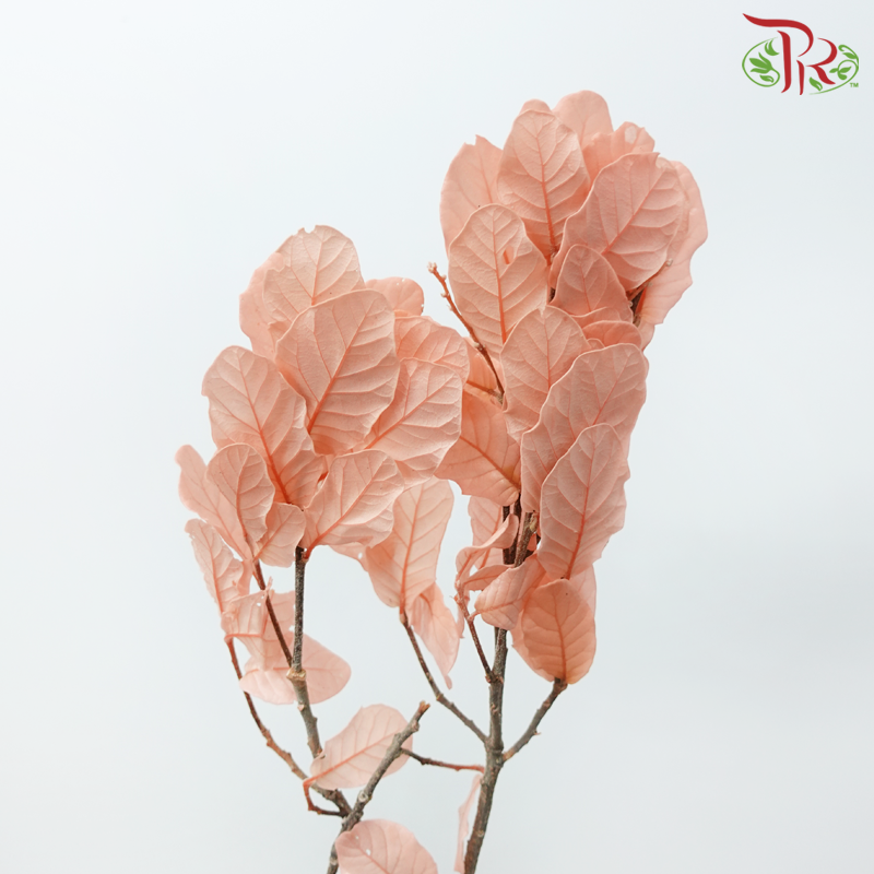 Dry Chestnut Leaf