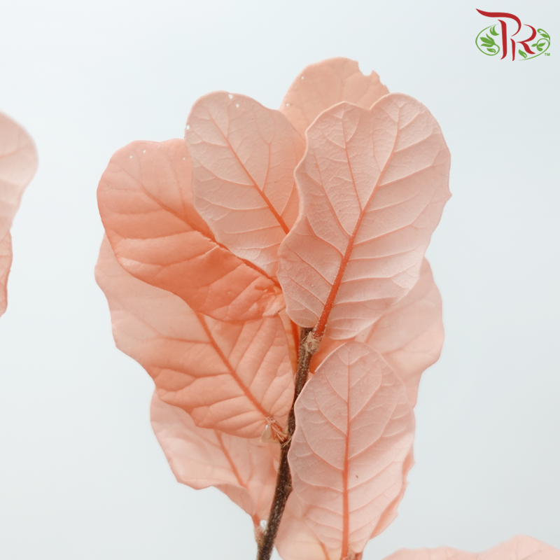 Dry Chestnut Leaf