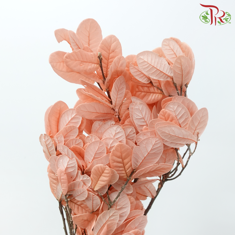 Dry Chestnut Leaf