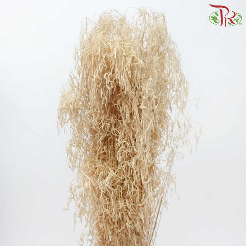 Dry Crazy Grass