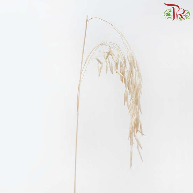 Dry Crazy Grass
