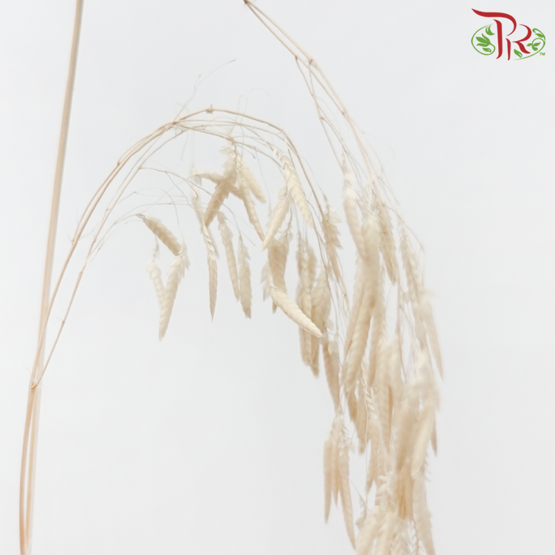 Dry Crazy Grass