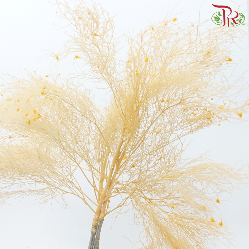 Dry Dream Grass