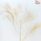 Dry Dream Grass