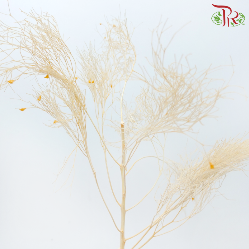 Dry Dream Grass