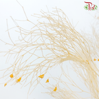 Dry Dream Grass