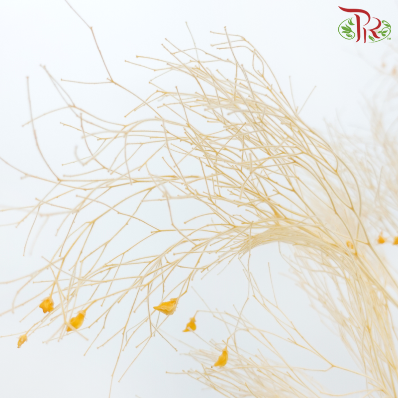 Dry Dream Grass