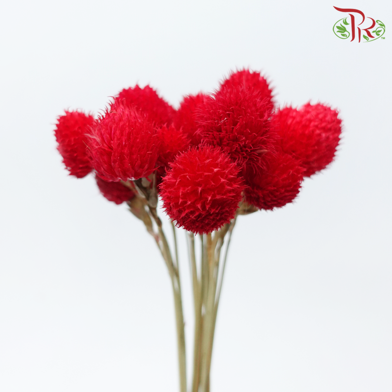 Dry Gomphrena