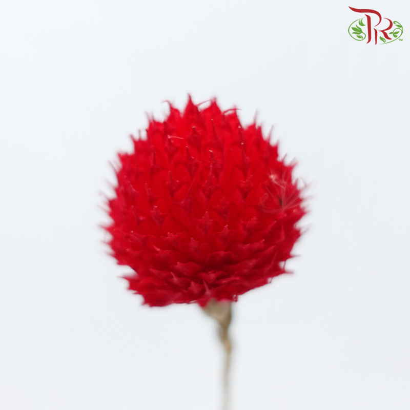 Dry Gomphrena