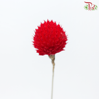 Dry Gomphrena