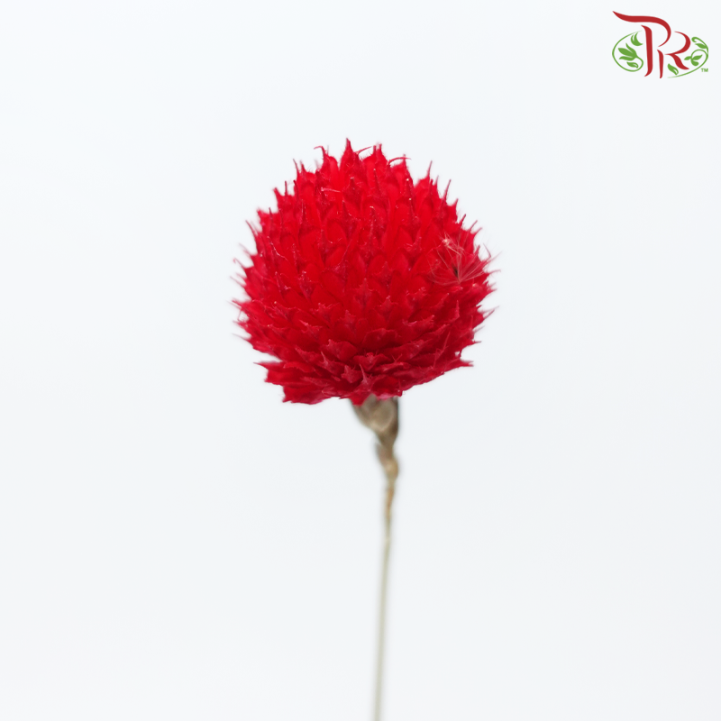 Dry Gomphrena