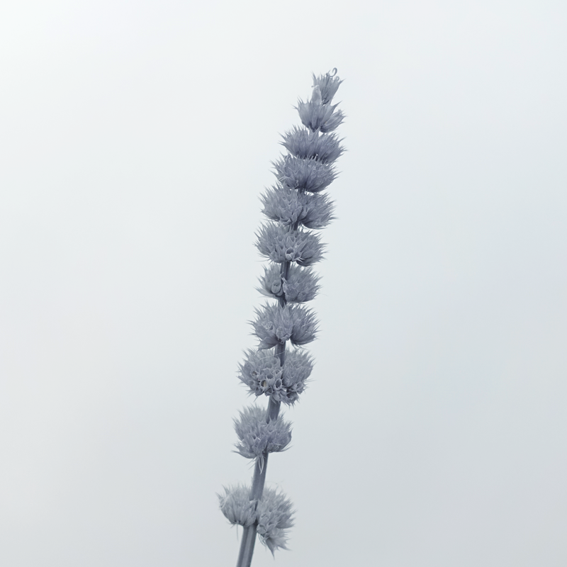 Dry Helichrysum - Grey (Per Bunch) - Pudu Ria Florist