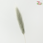 Dry Lagurus Bunny Tail