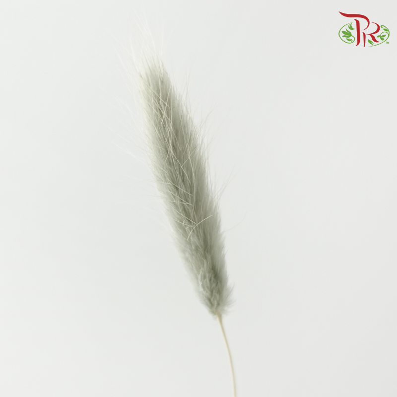Dry Lagurus Bunny Tail