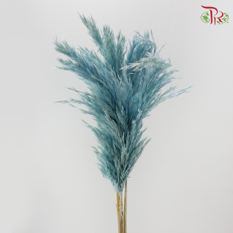 Dry Wild Pampas Grass