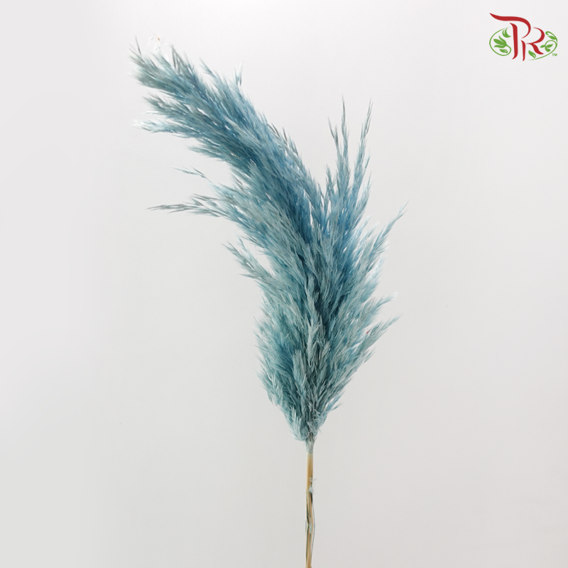 Dry Wild Pampas Grass