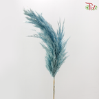 Dry Wild Pampas Grass