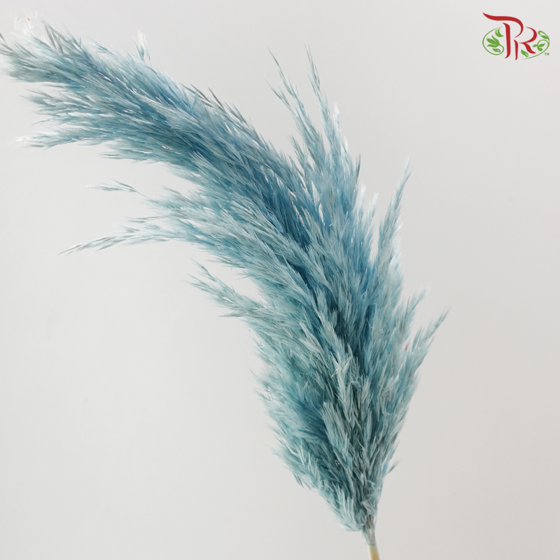Dry Wild Pampas Grass