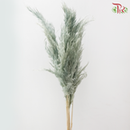 Dry Wild Pampas Grass