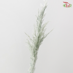 Dry Wild Pampas Grass