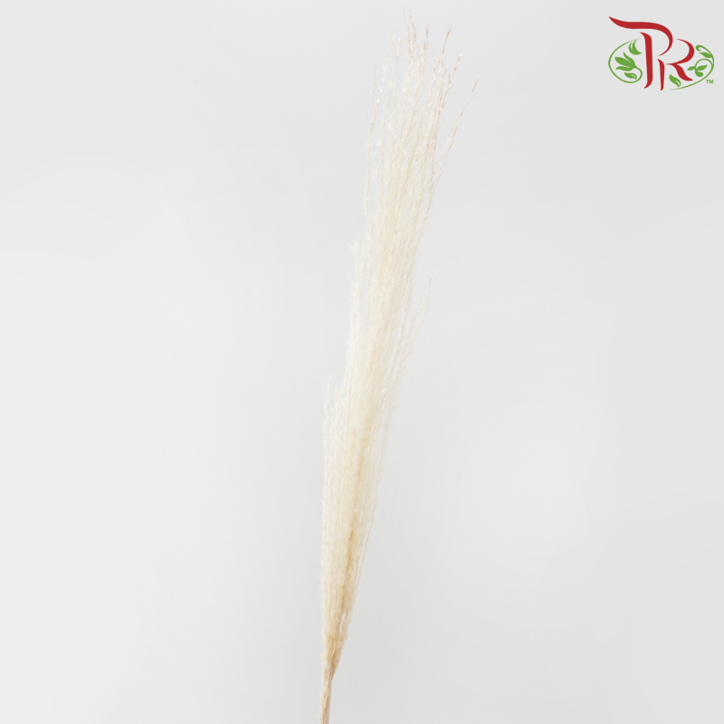 Dry Mini Pampas