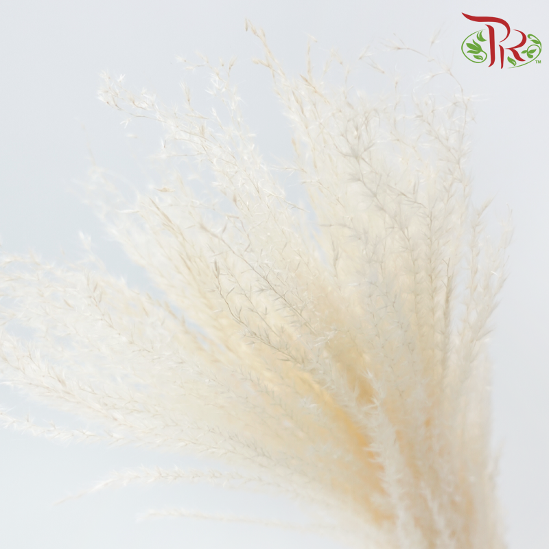 Dry Mini Pampas