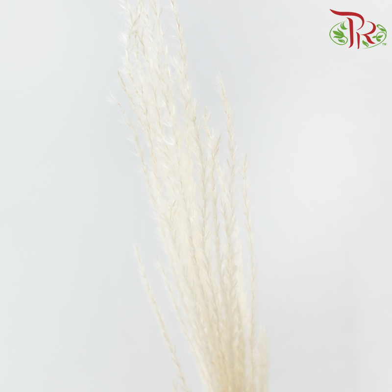 Dry Mini Pampas
