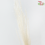 Dry Mini Pampas