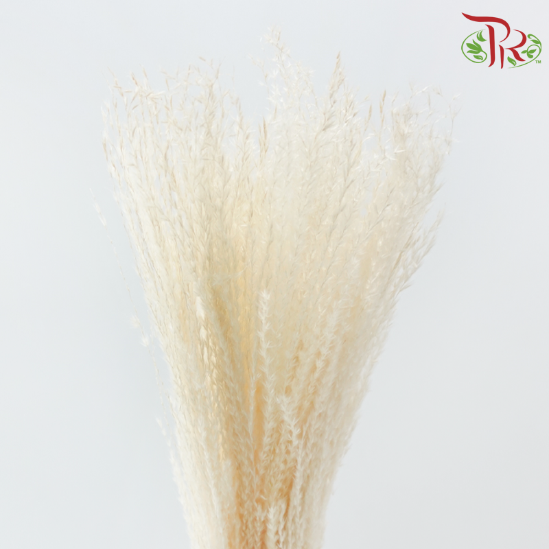 Dry Mini Pampas