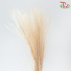 Dry Mini Pampas