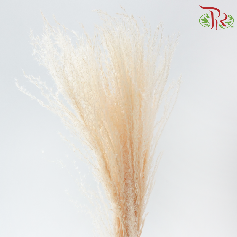 Dry Mini Pampas