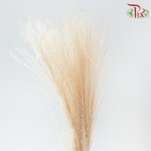 Dry Mini Pampas