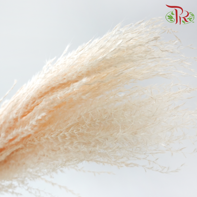 Dry Mini Pampas