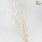 Dry Mini Pampas