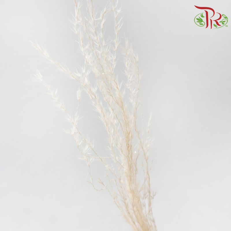 Dry Mini Pampas