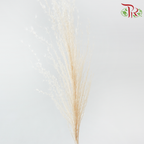 Dry Mini Pampas