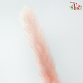 Dry Mini Pampas