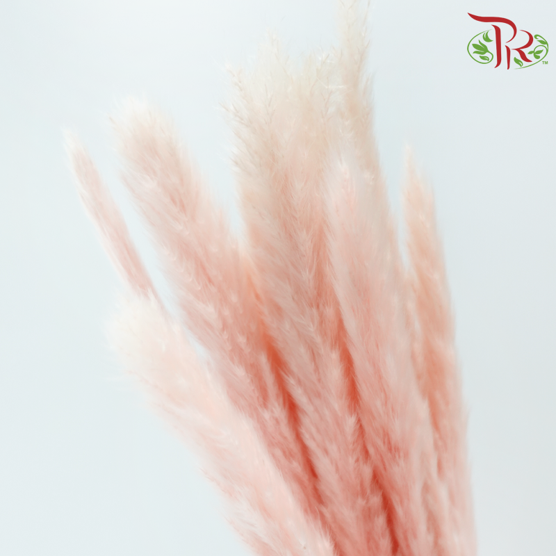 Dry Mini Pampas