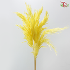 Dry Wild Pampas Grass