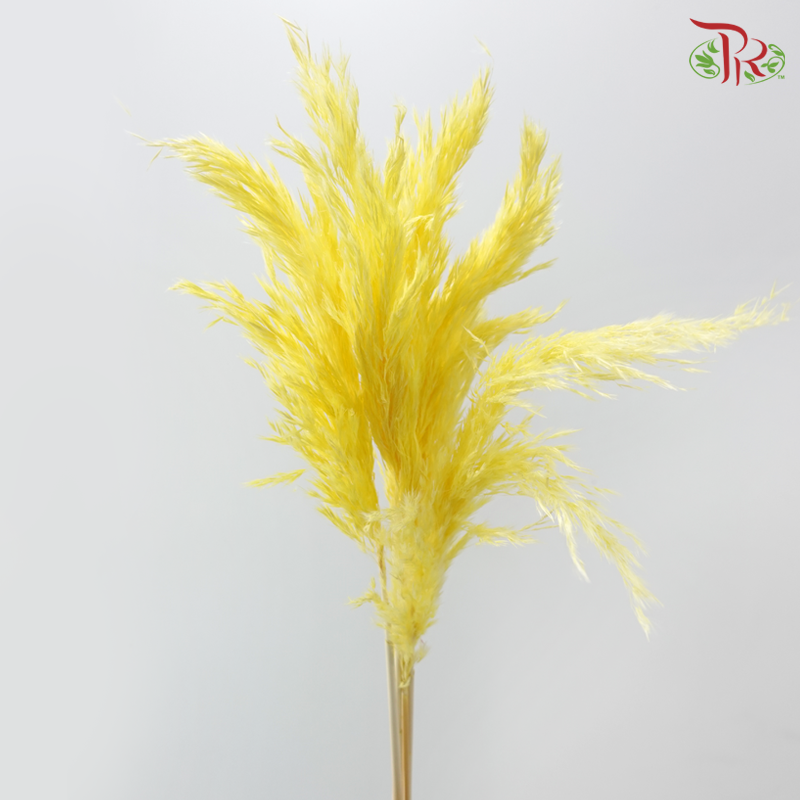 Dry Wild Pampas Grass