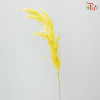 Dry Wild Pampas Grass