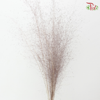 Dry Bleached Muhly Grass