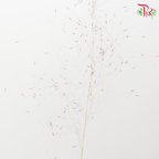 Dry Bleached Muhly Grass