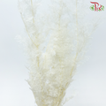 Dry Olive Leaf