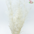 Dry Olive Leaf